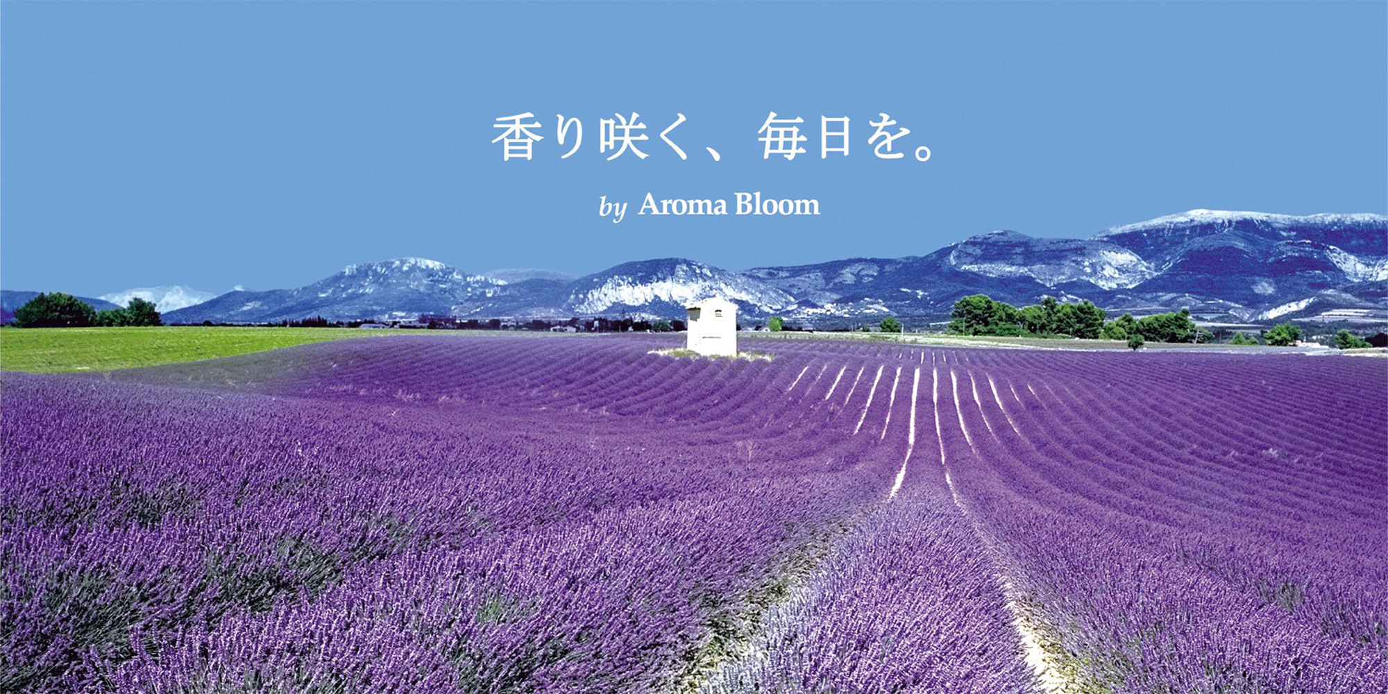 Aroma Bloom | アロマ・リラクゼーショングッズのアロマブルーム