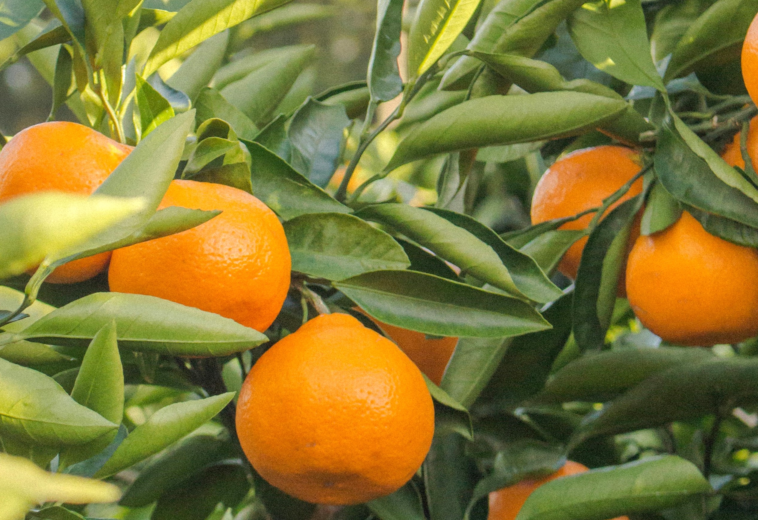 精油の基本事典】オレンジ精油の効果・効能 | Aroma Bloom | アロマ