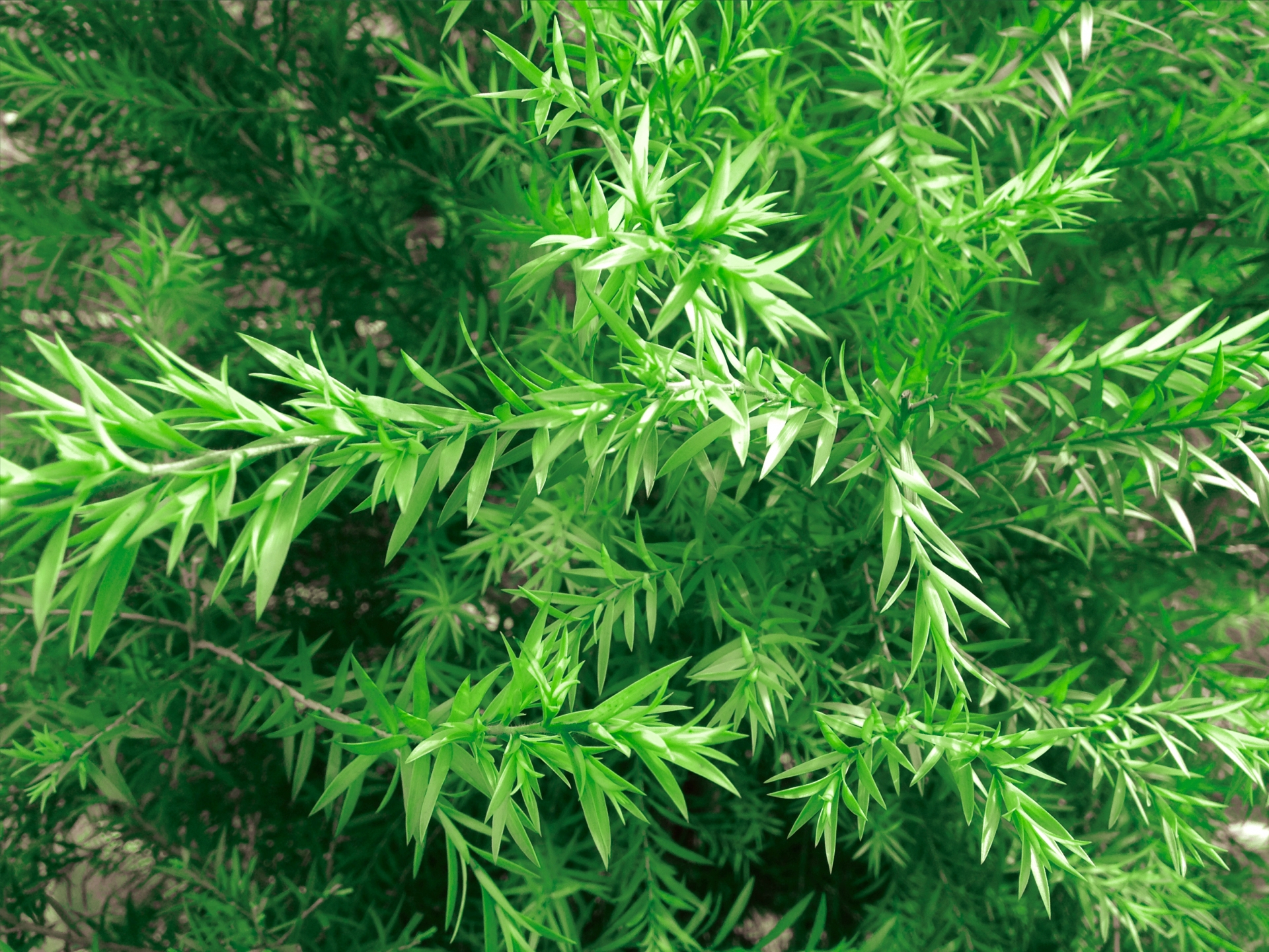 精油の基本事典】ティートゥリー精油の効果・効能 | Aroma Bloom