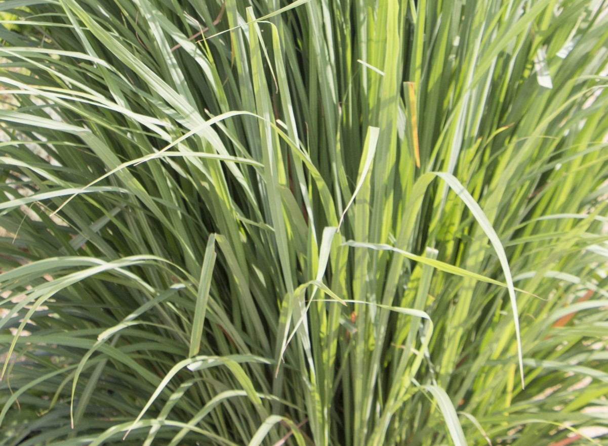 YUKARIpig様　プラナロム シトロネラジャワ他　合計9点　精油 YUKARIpig様 プラナロム シトロネラジャワ他 合計9点 精油