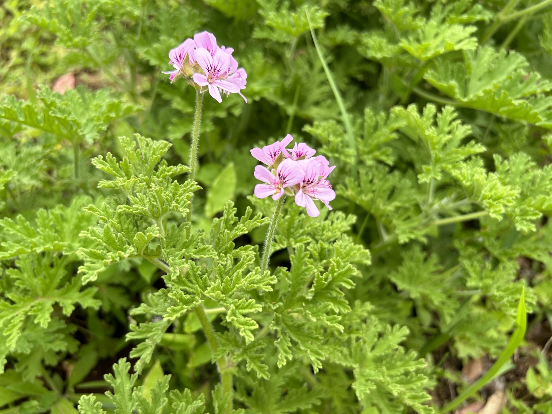 精油の基本事典】ゼラニウム精油の効果・効能 | Aroma Bloom | アロマ